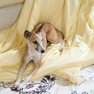 Avvisande medel för husdjur